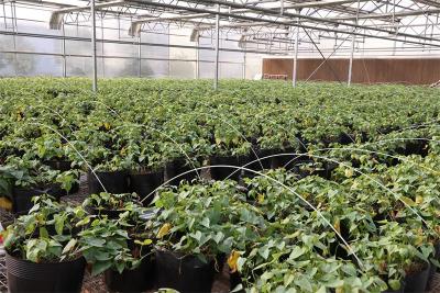 流水镇：大棚育苗赶“春潮” 订单种苗销路俏