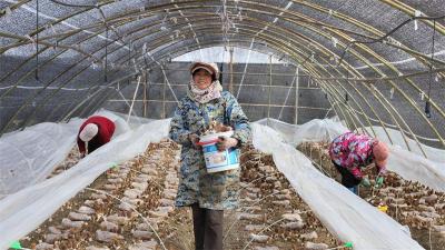 宜城：龙头带动+科技赋能 羊肚菌成群众致富新引擎