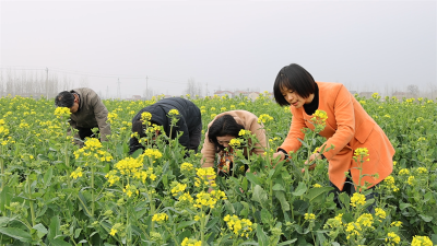 宜城：防好“菌核病” 护好“油瓶子”