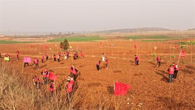 南营街道：干群携手添新绿 植树造林正当时