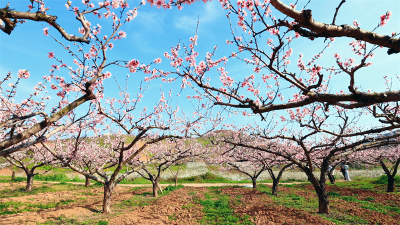 板桥店镇：桃李争妍“绘春景” “美丽风景”蝶变“美丽经济”