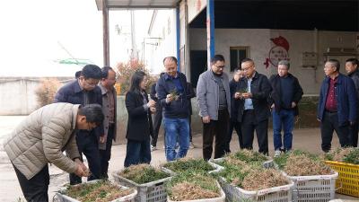 科技赋能“麦”向新高地 湖北省“515”行动助力麦冬产业提质增效