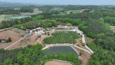 鄂西北绿水青山里一颗红樱桃的“甜蜜逆袭”