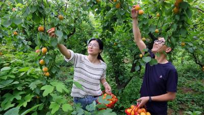 雷河镇廖河村：果香四溢迎客来 “杏福”产业助增收