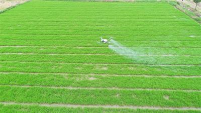 宜城：无人机空中施肥 高标准农田解锁春耕新模式