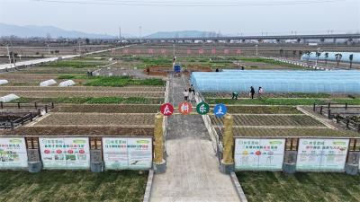荒地如何长出“金疙瘩”？ ——宜城市雷河镇盘活闲置资源撬动乡村振兴的“破局”实践