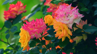 老河口：月季花开 姹紫嫣红