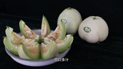 湖北老河口：“袁冲香瓜”香飘四方 