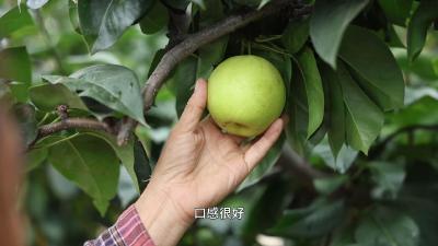 老河口：有机梨成熟 采摘喜迎丰收