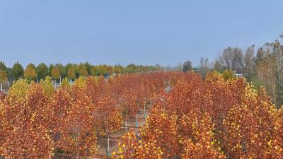 襄阳老河口：深秋至 落叶美 城市邂逅浪漫“黄金季”