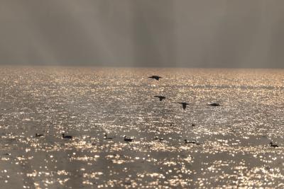 老河口西排子湖秋季水鸟调查结果揭晓