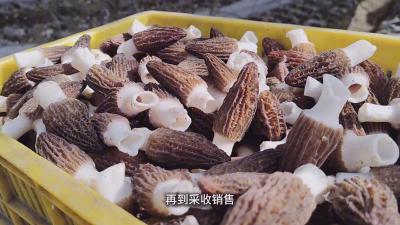 湖北老河口：抢抓田间关键时节 育好林下致富菌菇