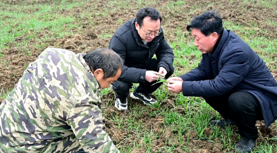 市农业农村局开展冬小麦田管技术指导