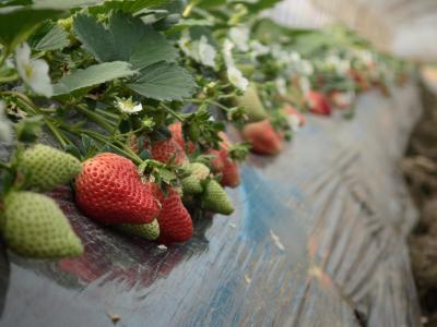 李楼村：草莓成熟采摘忙 甜蜜产业助增收