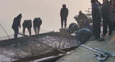 【新春走基层】薛集镇：岁末“起鱼”忙 俏销迎新春