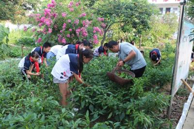 耕耘“开心农场” 烹制成长滋味 