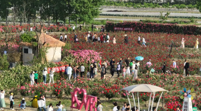 “四项行动”铸根基 乡村振兴谱新篇