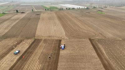 老河口：春种正当时 沙洲种下 “金条条”