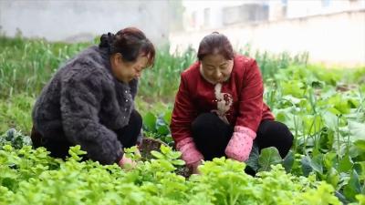 老河口：春分食鲜 荠菜飘香 一口饺子品春意