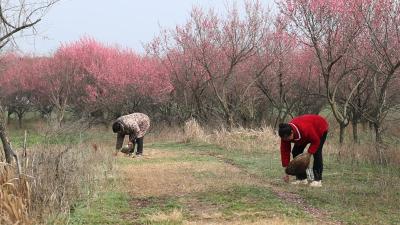 一口地皮菜 尽享春日鲜 
