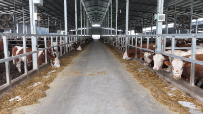 【奋进“十五五” 实干开新局】九盛牧业：稳步推进三期项目建设