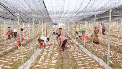 湖北老河口：春收羊肚菌 棚中好“丰”景