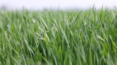 湖北引丹灌区：智慧春灌润农田  “数字水利”保粮安