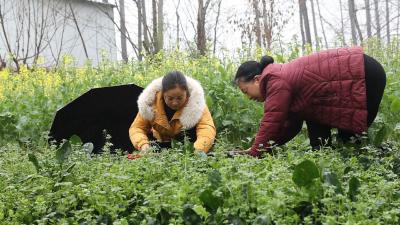 老河口：采撷春日鲜味 一碗地米菜汤暖人心 