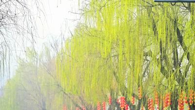 老河口：岸柳吐新绿 春意满汉江