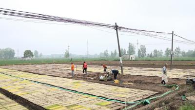 湖北老河口：集中育秧抢农时 育出丰收“好苗头” 