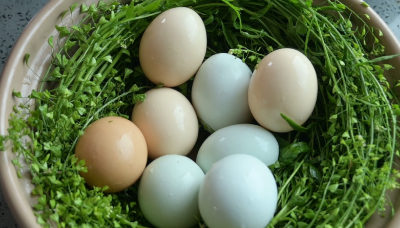 老河口：春深荠菜香 煮蛋传安康