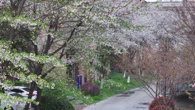 老河口：春光正好 樱韵满城