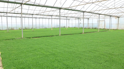 算好“三本账” 育出“丰产苗” 老河口春耕育秧添动能