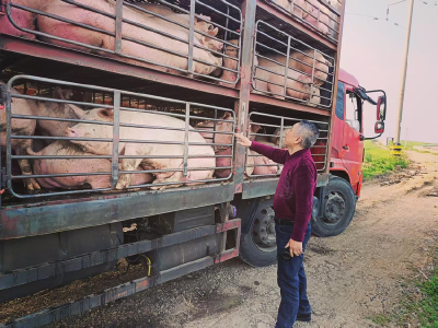 市动物卫生监督所守护群众“舌尖上的安心”