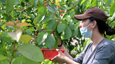 农家小院樱桃红 市民采摘乐融融