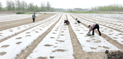 湖北老河口：沙土地育好瓜 王府洲西瓜移栽按下“快进键”