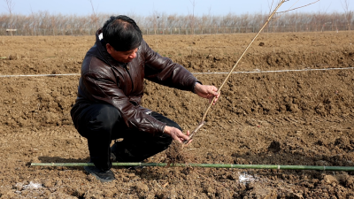 “土专家”蹚出“芯”路子：一位农民育种家的乡村振兴实践