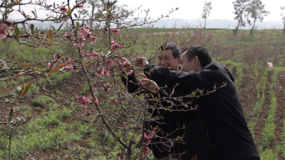 老河口：木瓜花次第开　“花海”变“金海”　
