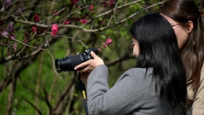 老河口：繁花绕丹渠 “花经济”催热乡村游