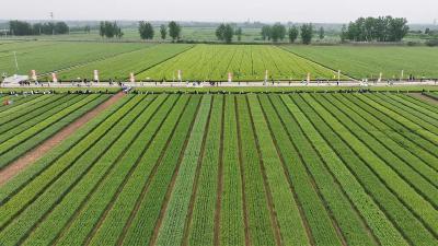 田间看禾选种 解锁增产密码