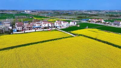 湖北老河口：油菜花海醉游人 田园春光入画来 