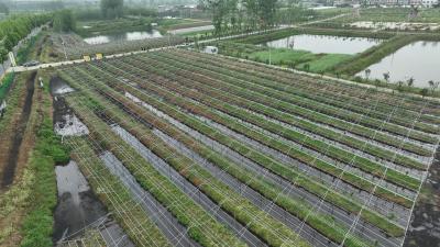 湖北老河口：打造现代精品果园 助推产业提档升级 