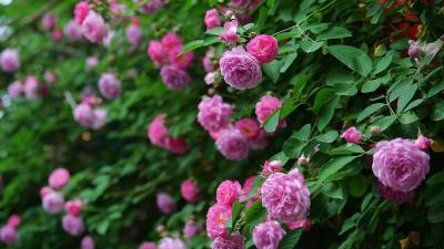 湖北老河口：一墙蔷薇 满目芬芳