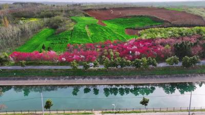 老河口：春染大地 芳菲满目