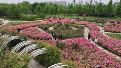 绿心公园月季盛放 精细养护守护美景