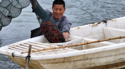 老河口：生态小龙虾 走俏大市场
