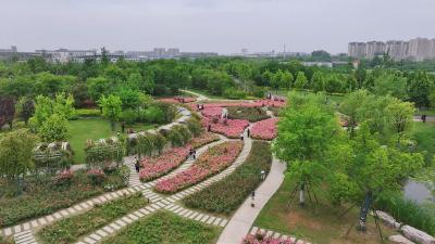 湖北老河口：月季盛放 芳华满园