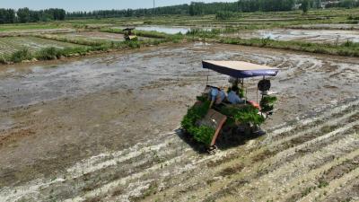 老河口：机械化插秧助力夏种跑出“加速度”