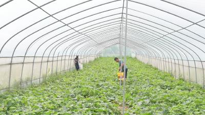 湖北老河口：接茬种植不断档 袁冲香瓜俏销全国大市场 
