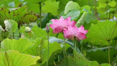 老河口：碧水映清荷 夏日风光好